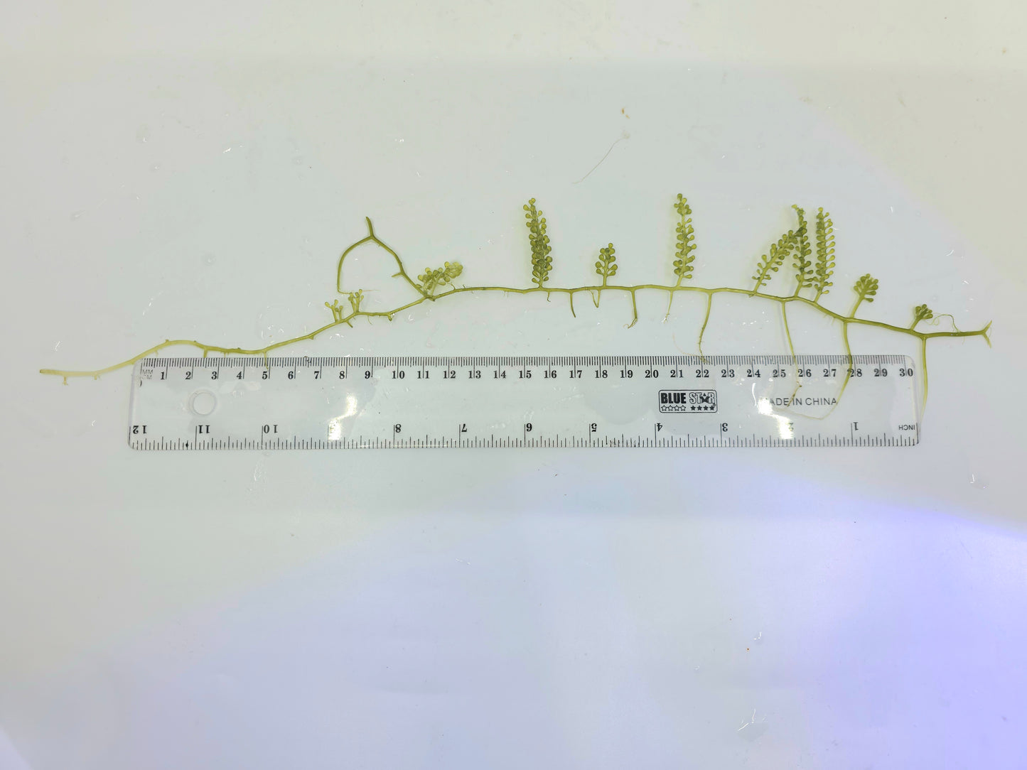 Caulerpa lentillifera "Grape Algae"