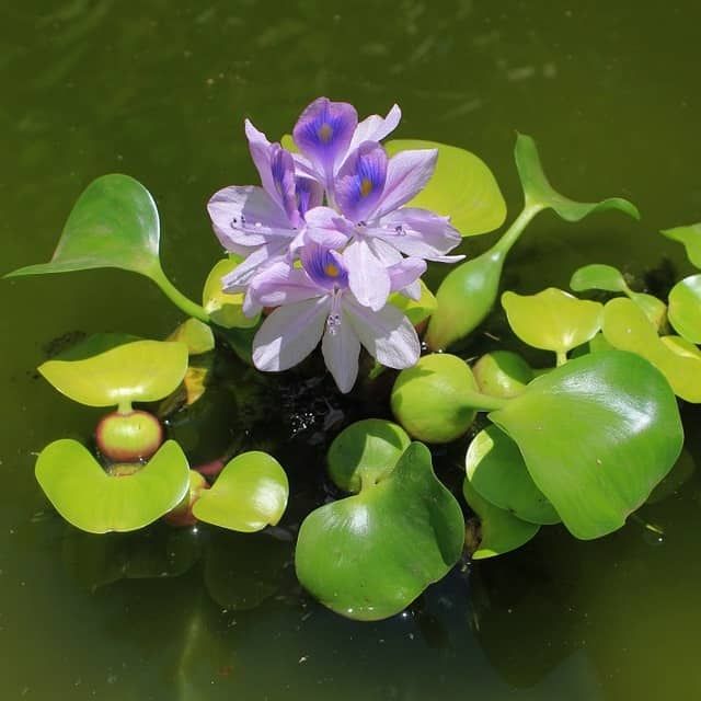 Water Hyacinth "ورد النيل"