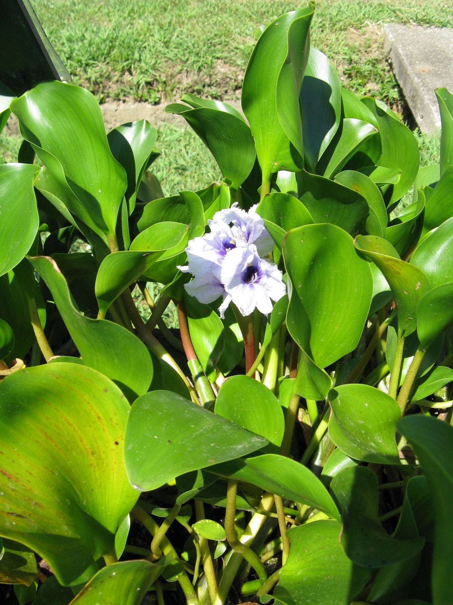 Water Hyacinth "ورد النيل"