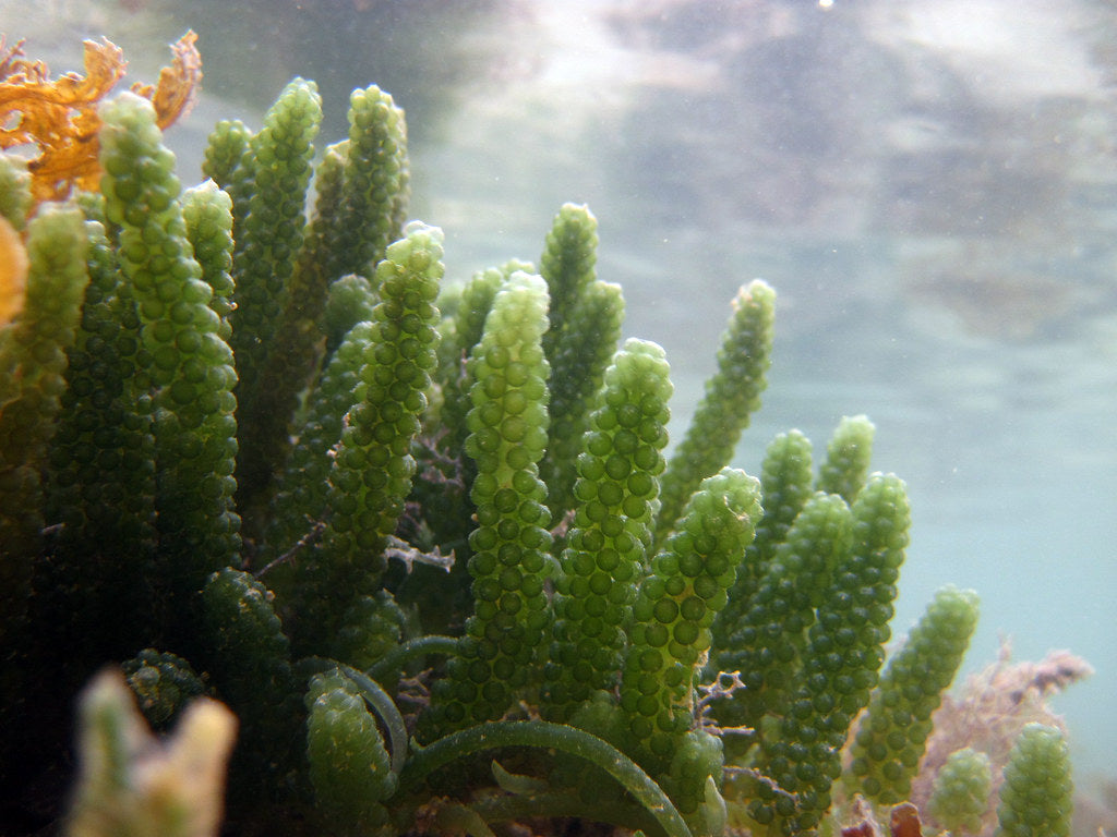 Caulerpa lentillifera "Grape Algae"