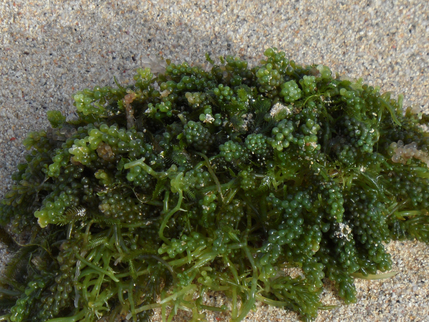 Caulerpa lentillifera "Grape Algae"