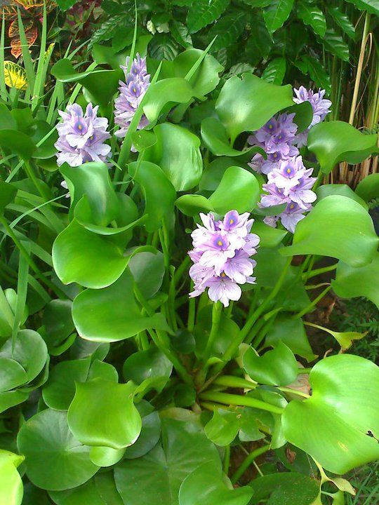 Water Hyacinth "ورد النيل"