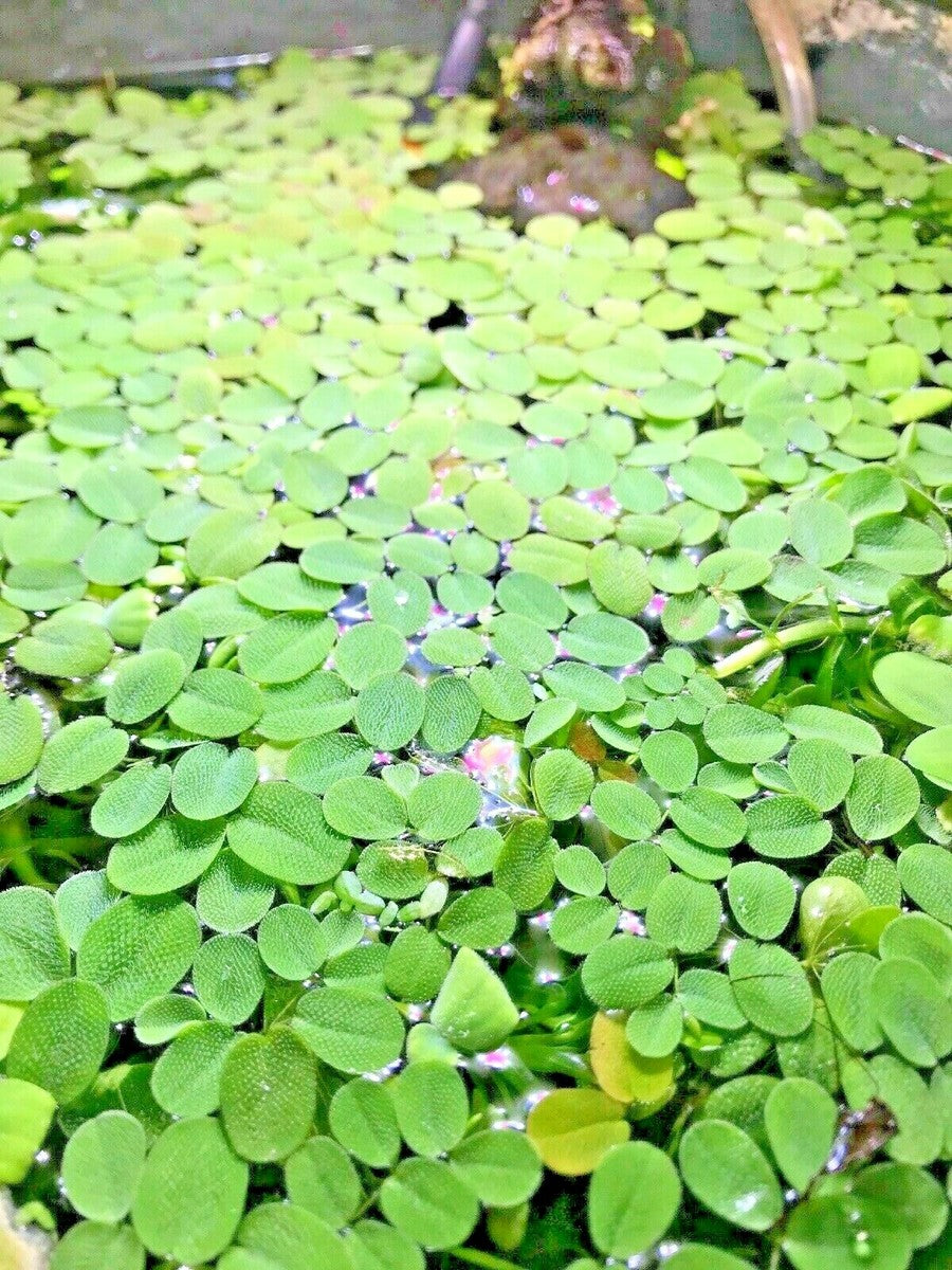 SALVINIA MINIMA سرخس الماء الصغير