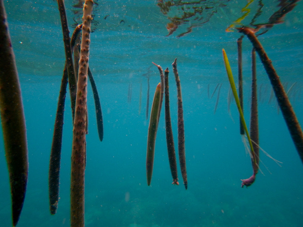 Red mangrove seedlings "المانقروف الاحمر"