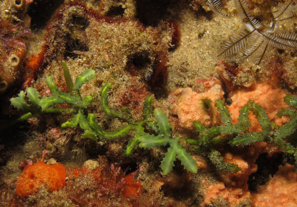 Caulerpa serrulata "کولربا سيروليتا"
