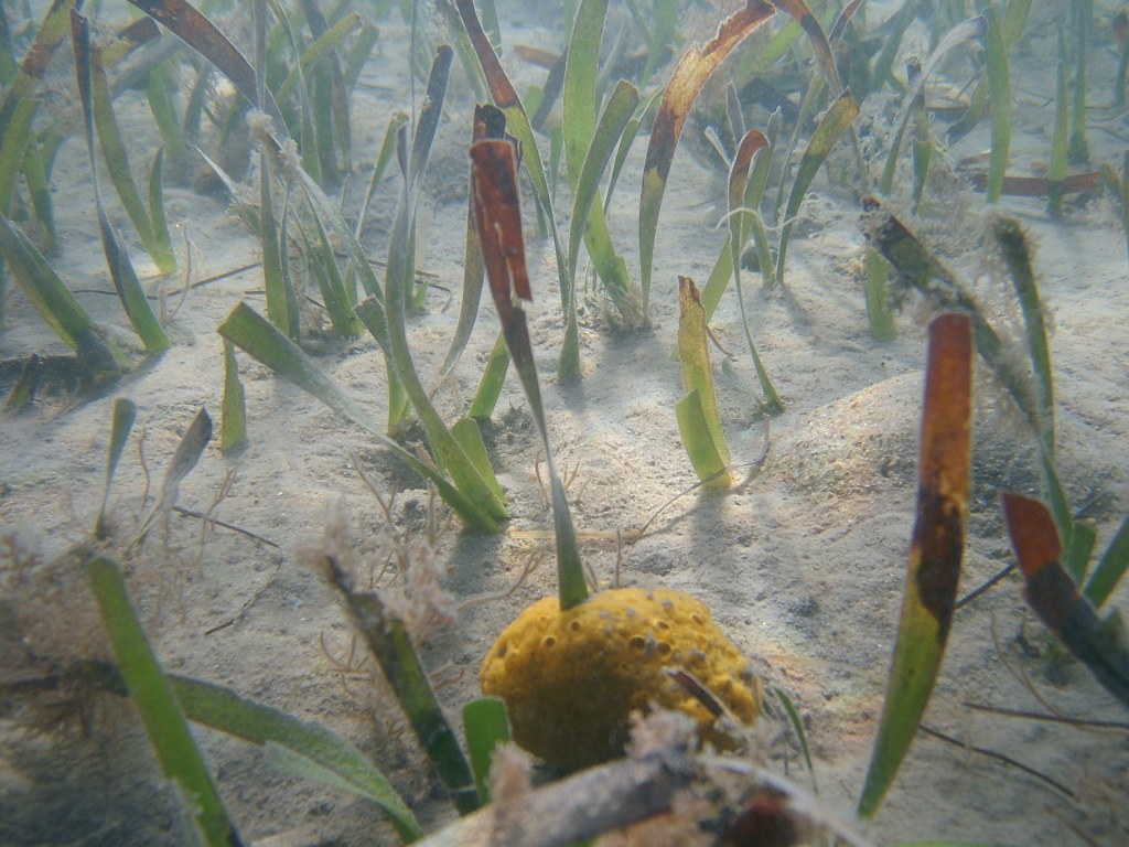 Turtle grass