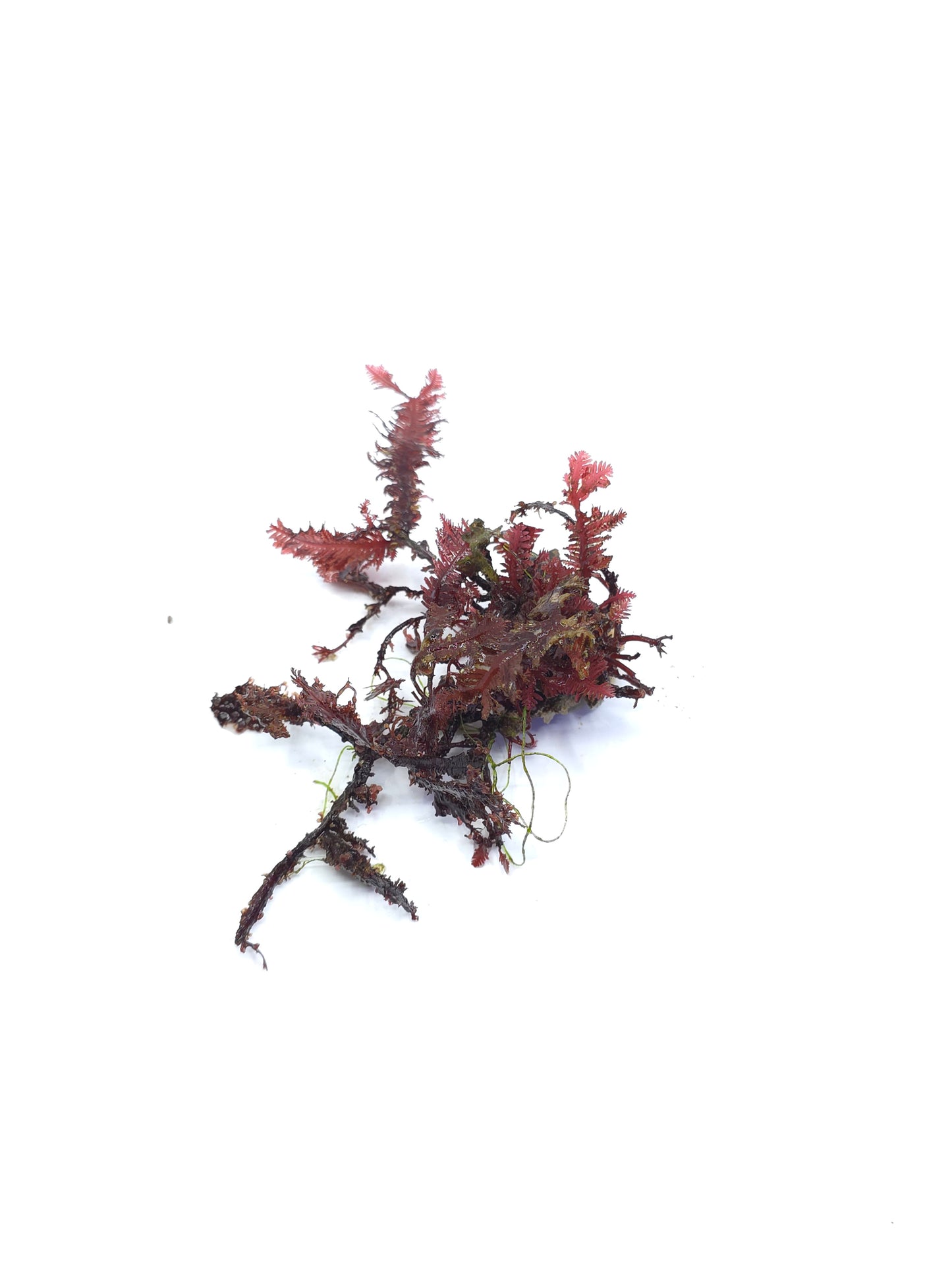 Red Fern "رد فيرن"