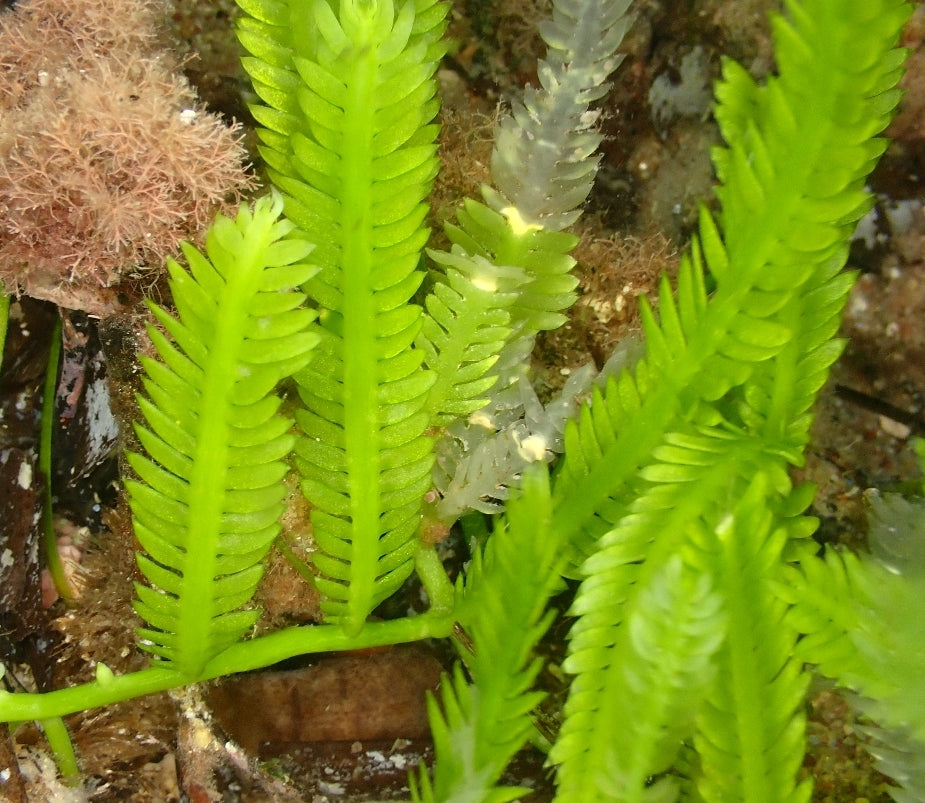 Feather algae