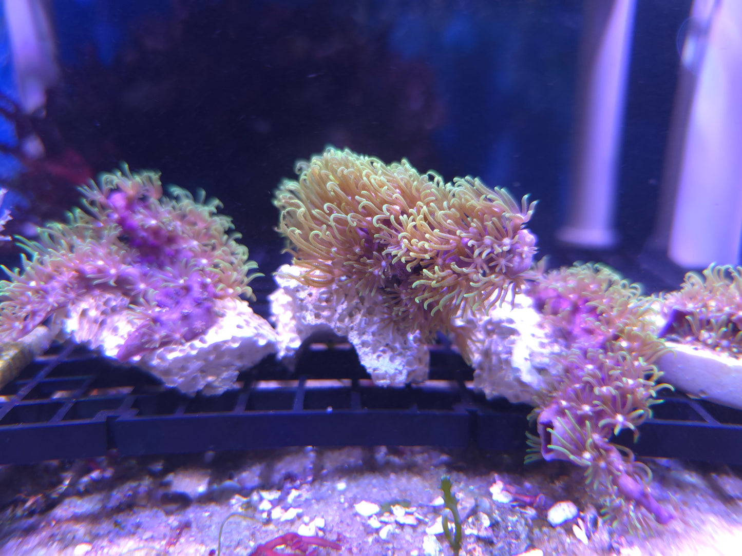 GSP