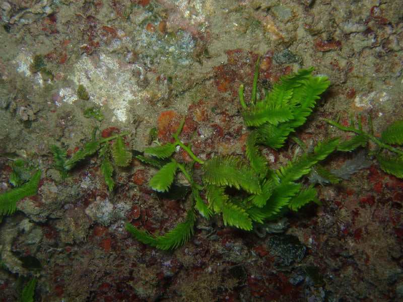 Feather algae