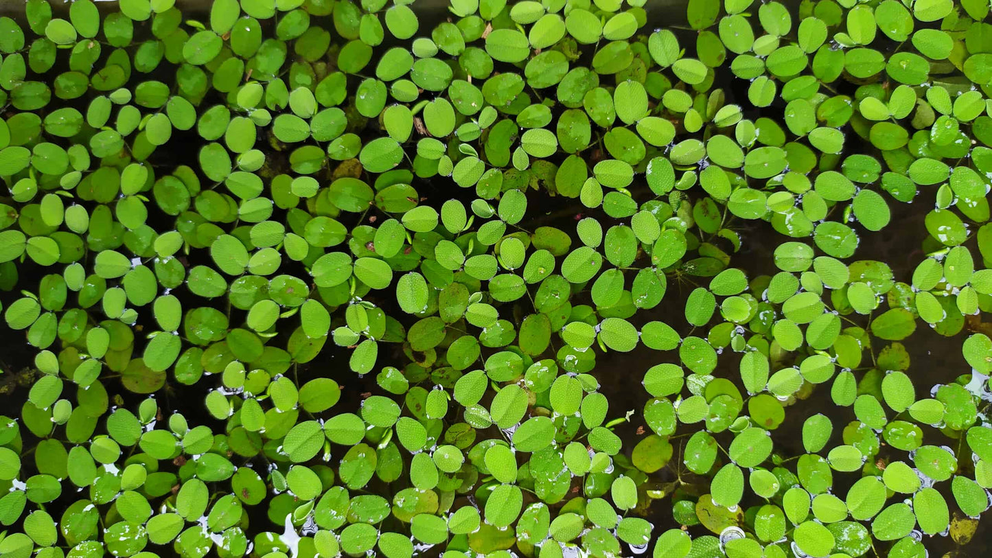 SALVINIA MINIMA سرخس الماء الصغير