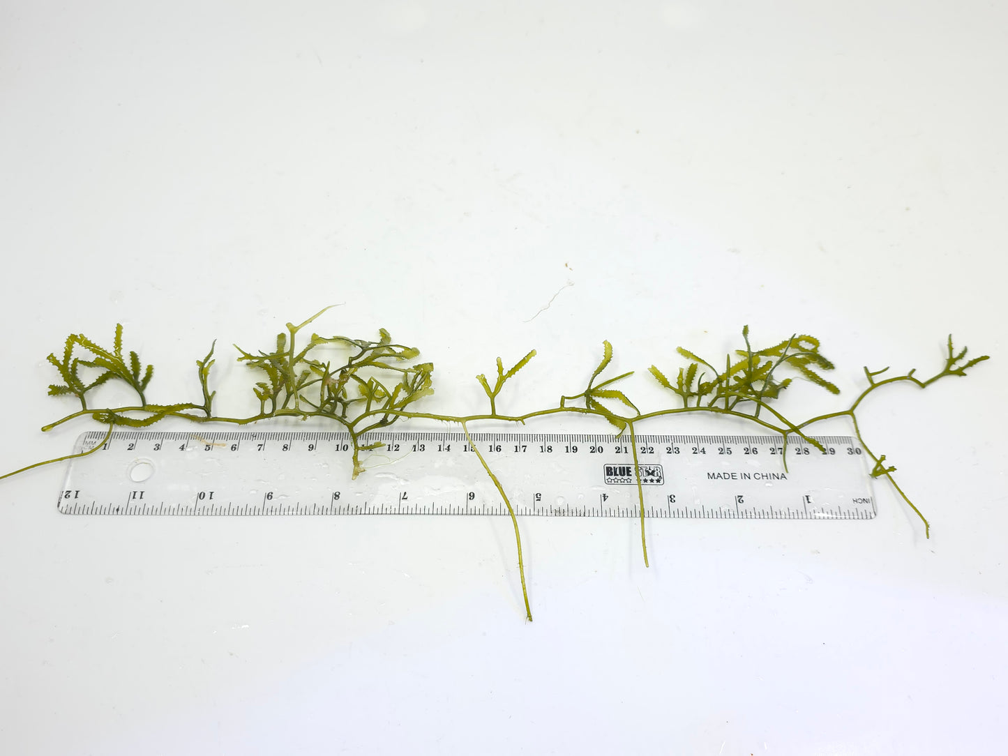 Caulerpa serrulata "کولربا سيروليتا"