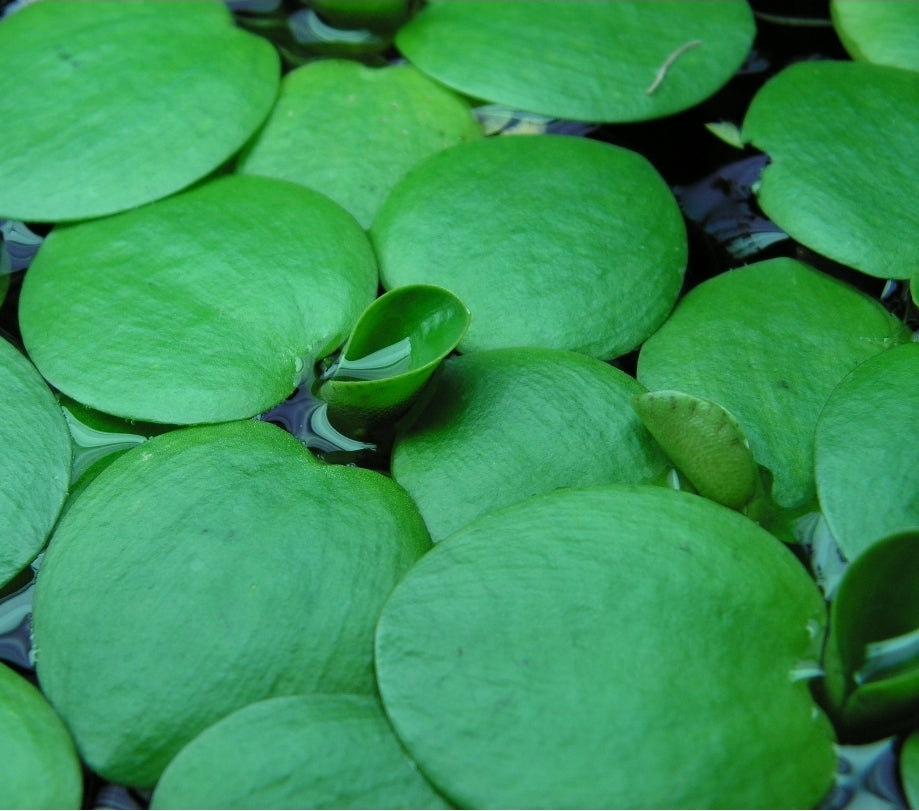 LIMNOBIUM LAEVIGATUM فرقبت
