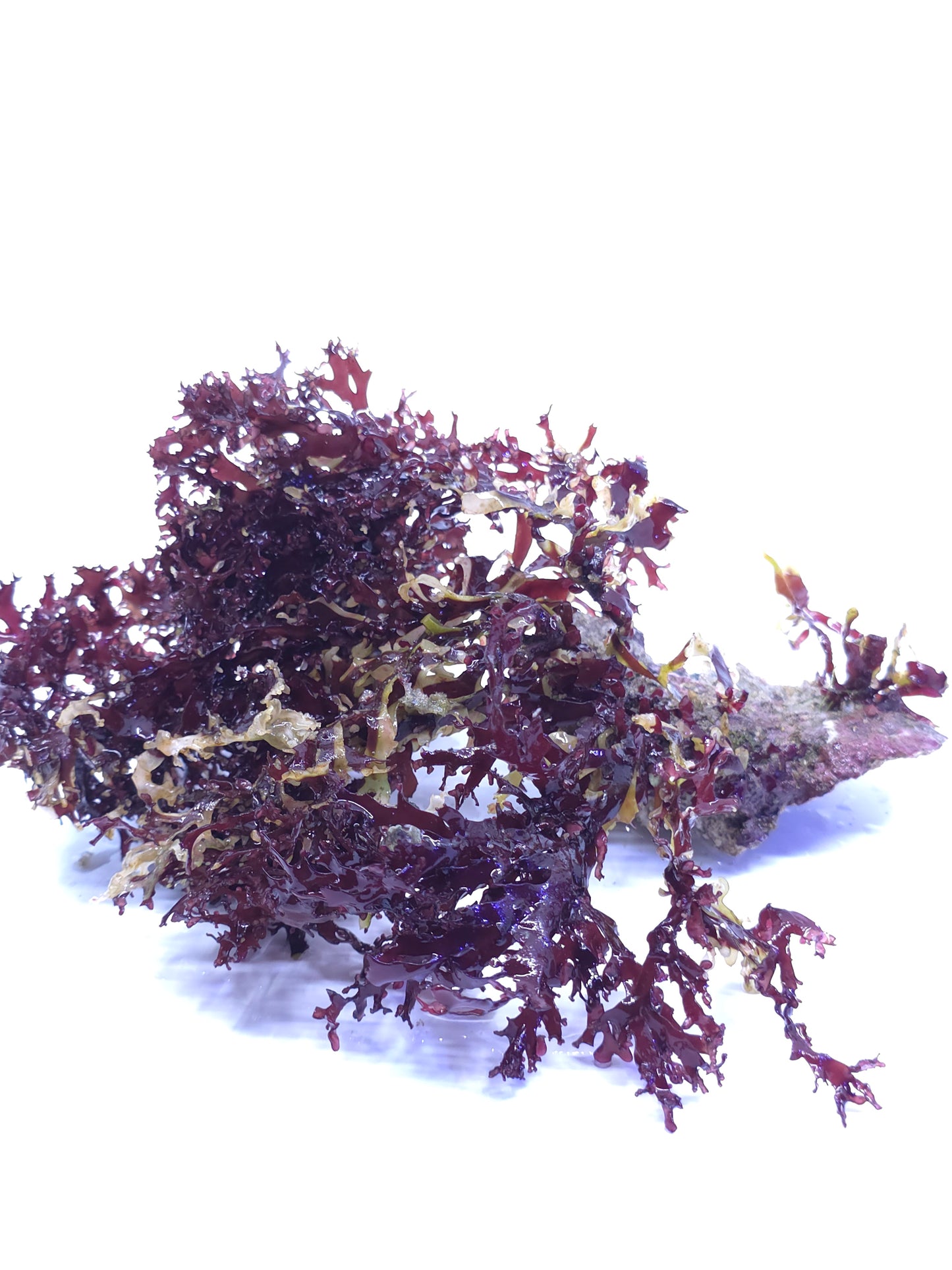 Dark pom pom "بوم بوم الداكنه"