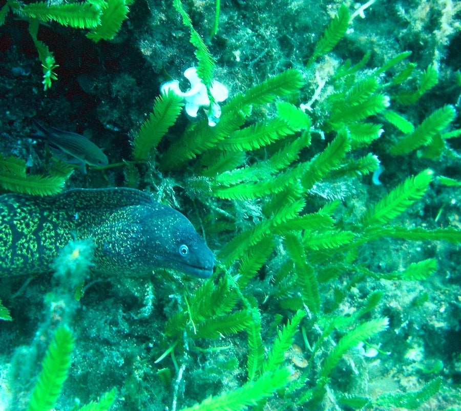 Feather algae