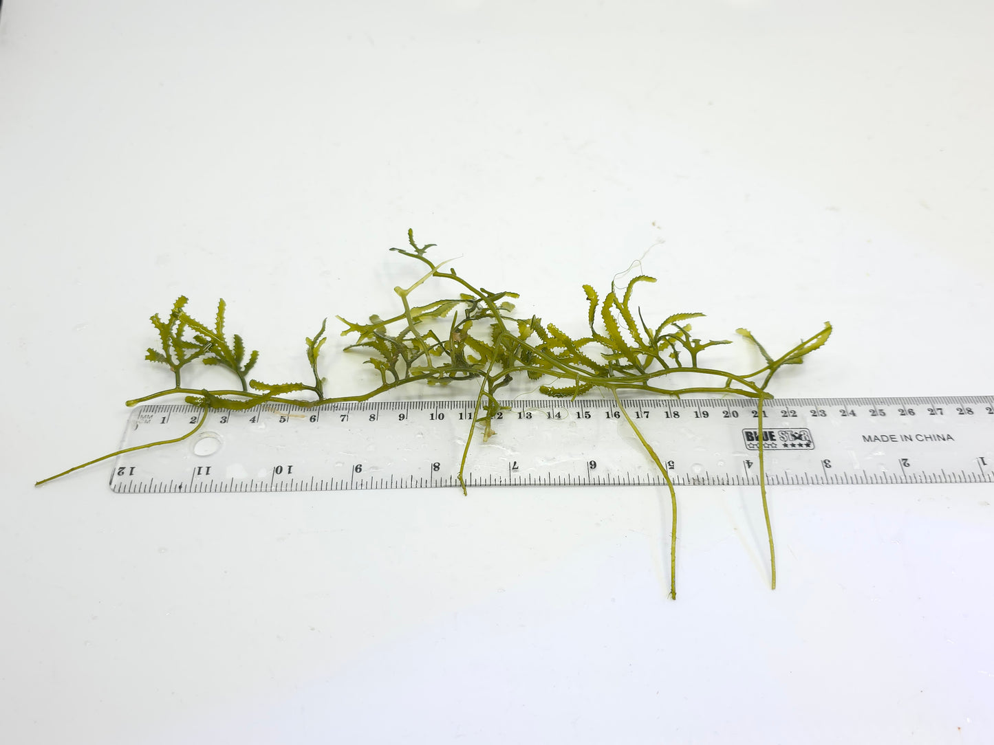 Caulerpa serrulata "کولربا سيروليتا"
