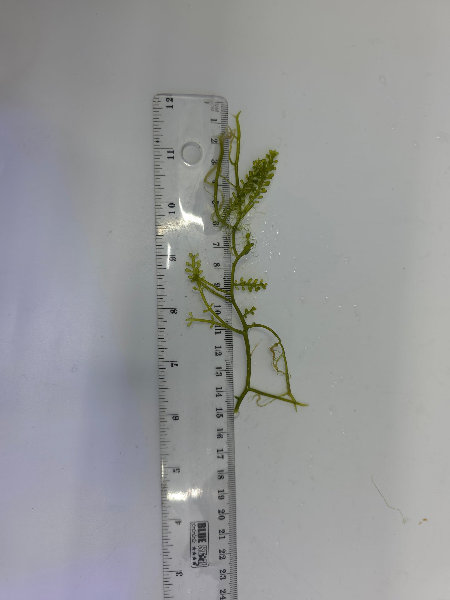 Caulerpa lentillifera "Grape Algae"
