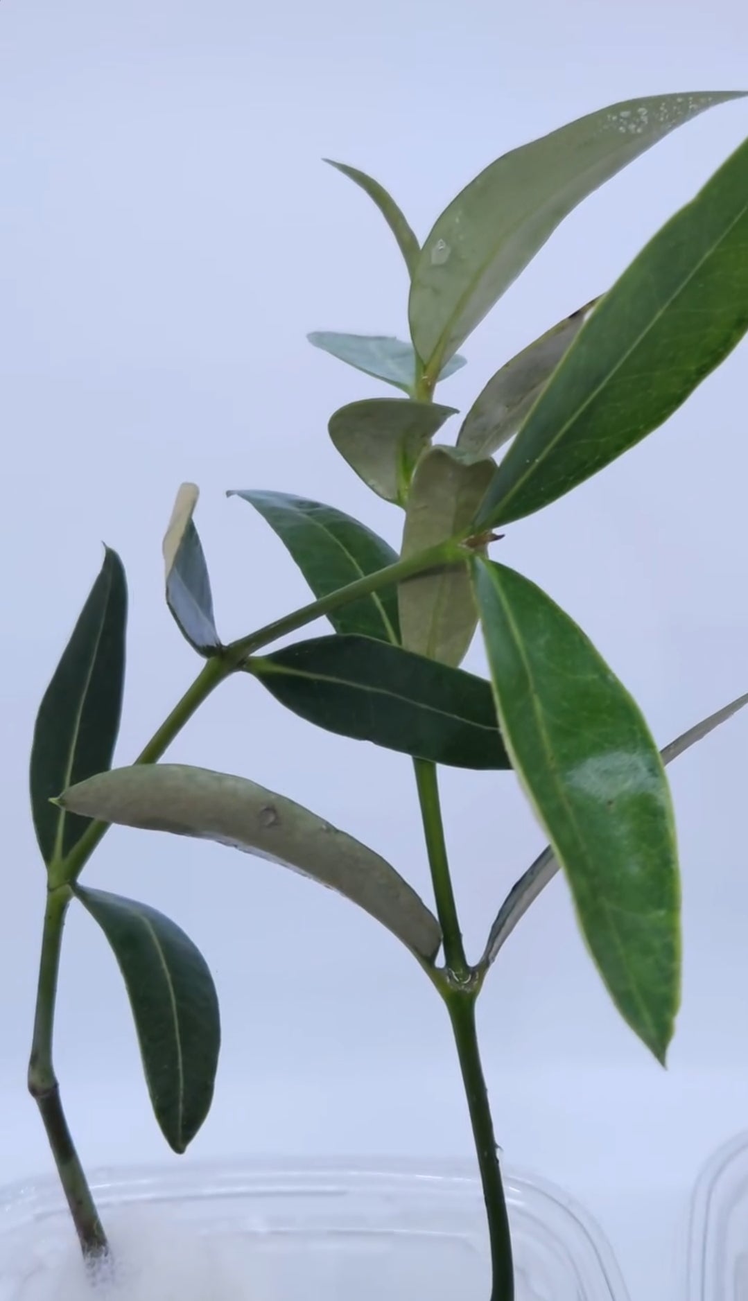 Gray mangrove " القرم او المانقروف الرمادي"