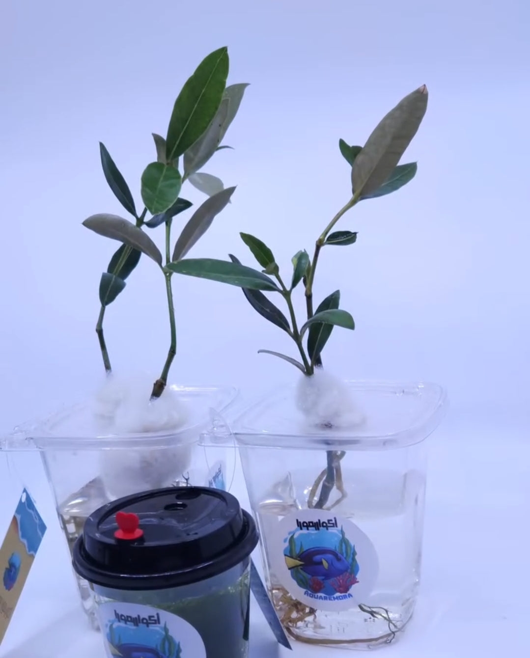 Gray mangrove " القرم او المانقروف الرمادي"