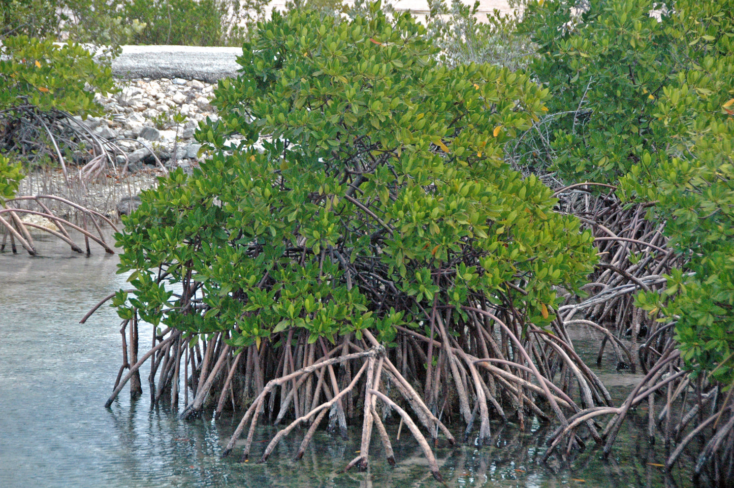 Red mangrove seedlings "المانقروف الاحمر"