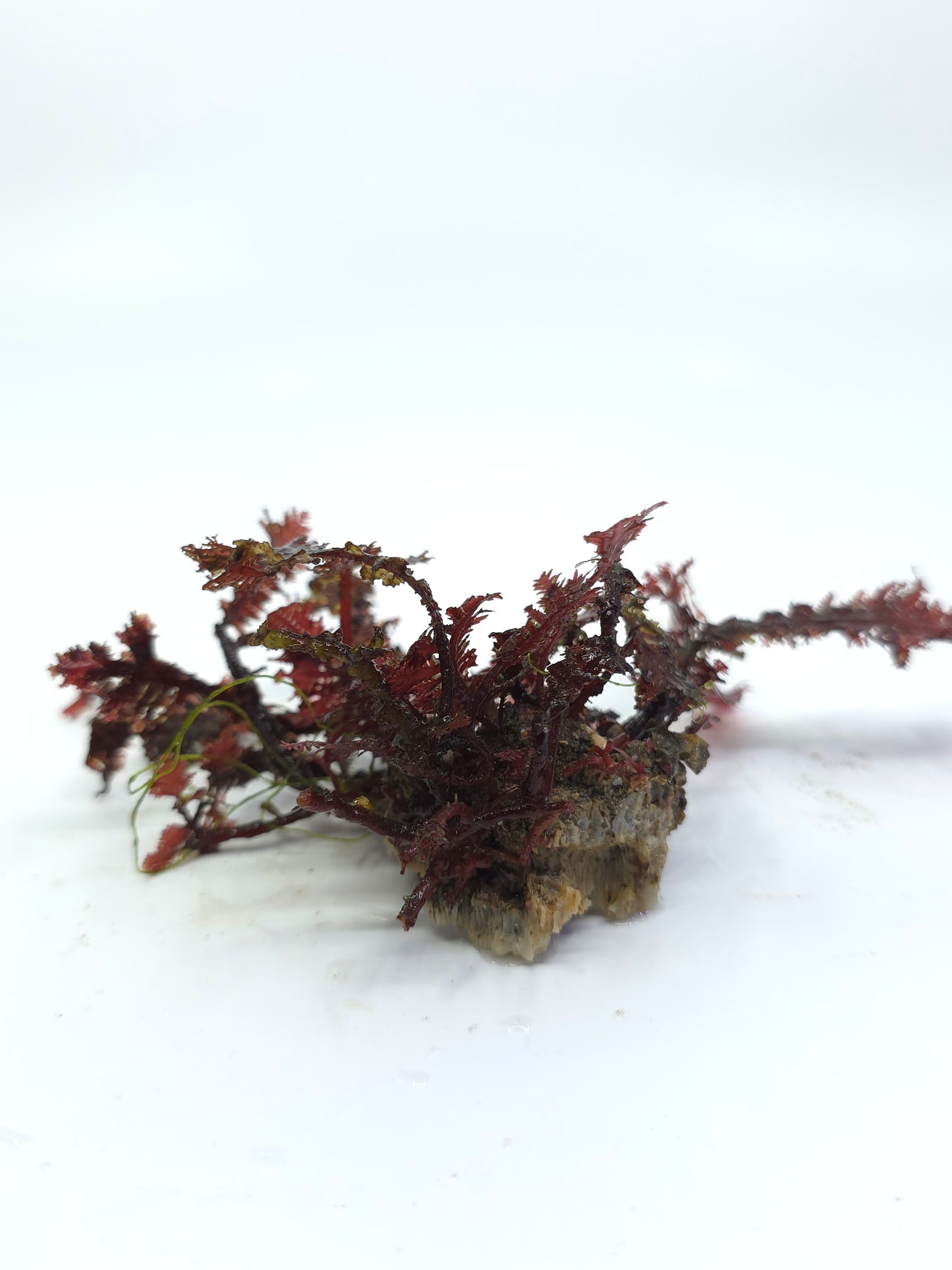 Red Fern "رد فيرن"