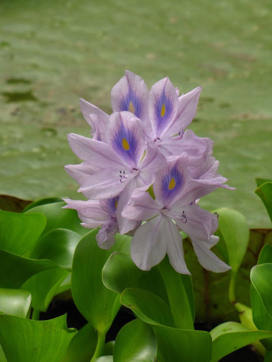 Water Hyacinth "ورد النيل"