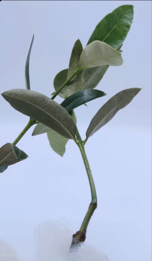 Gray mangrove " القرم او المانقروف الرمادي"