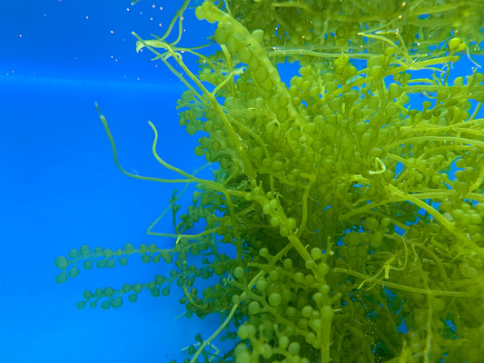 Caulerpa lentillifera "Grape Algae"