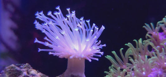 willow toadstoal leather coral