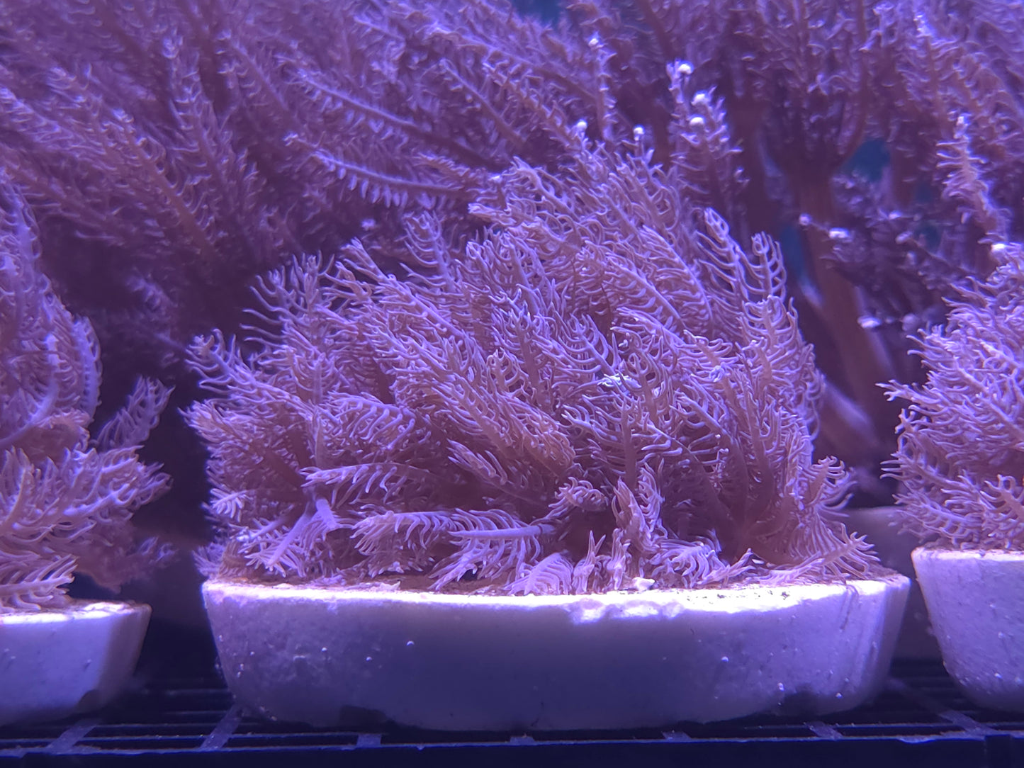 xenia anthelia
