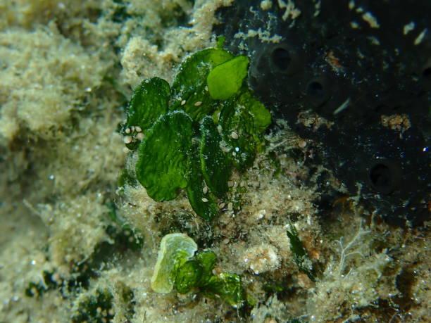 hamelida macroalgae "هاليميدا ما كرو الجي"