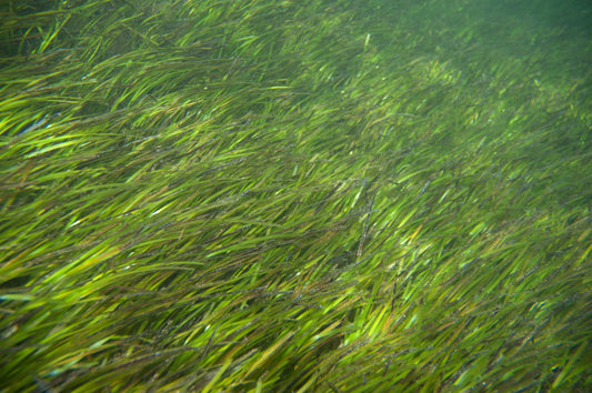 Turtle grass
