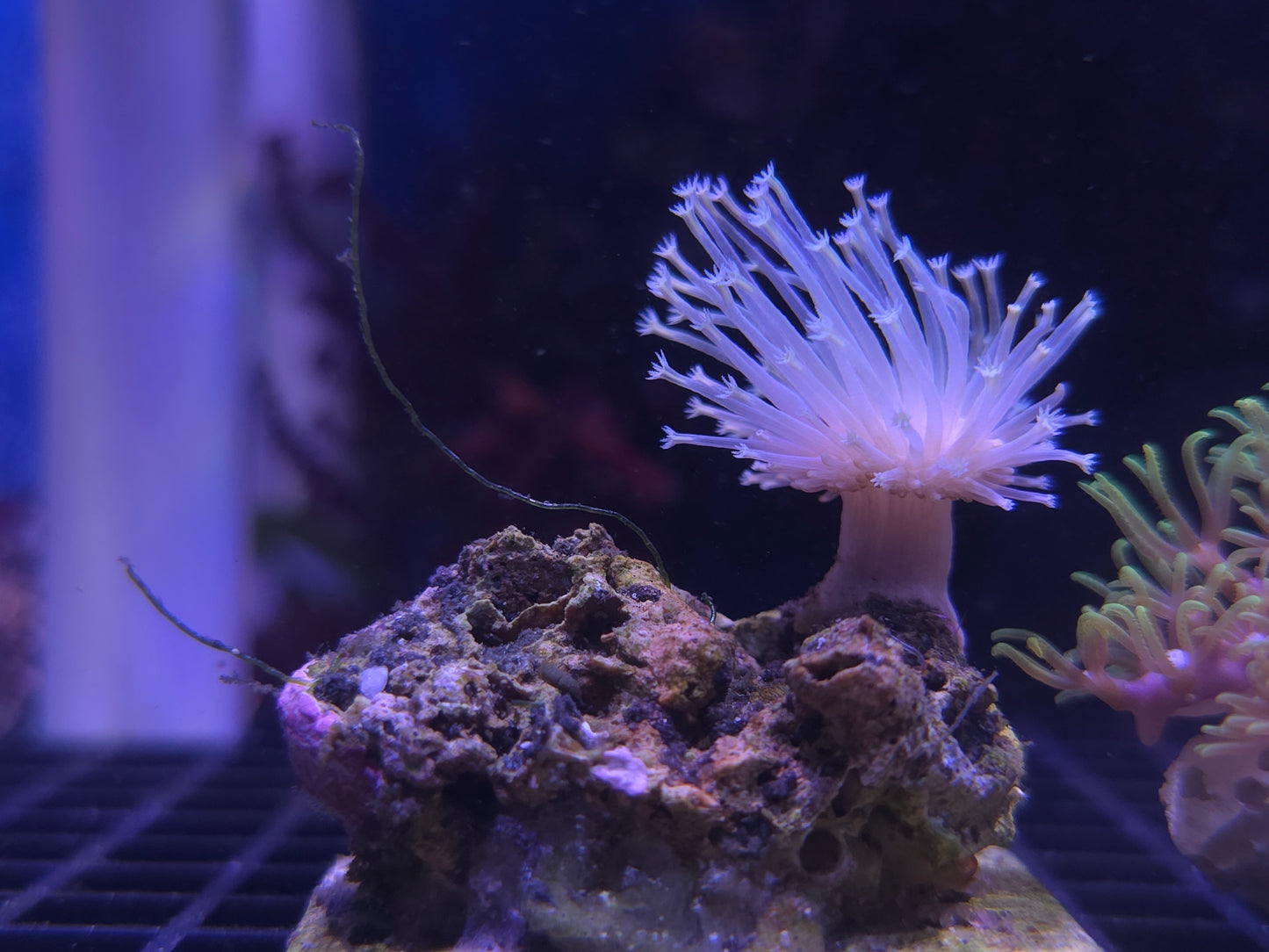 willow toadstoal leather coral