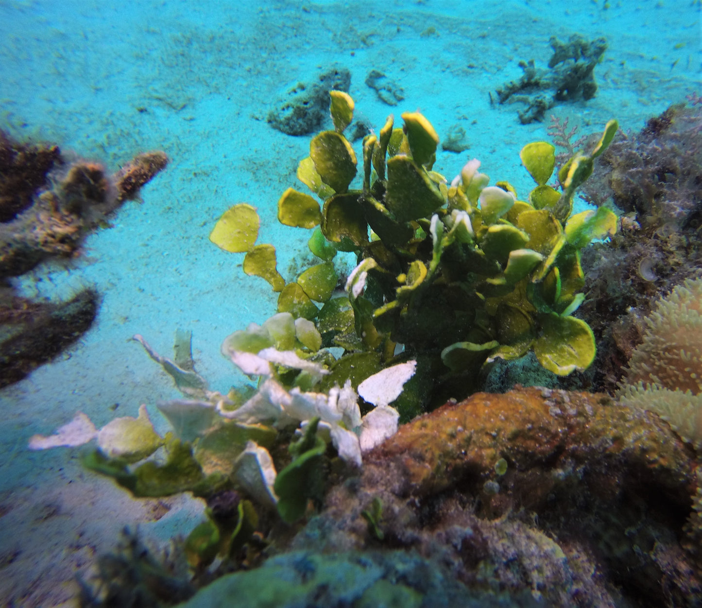 hamelida macroalgae "هاليميدا ما كرو الجي"