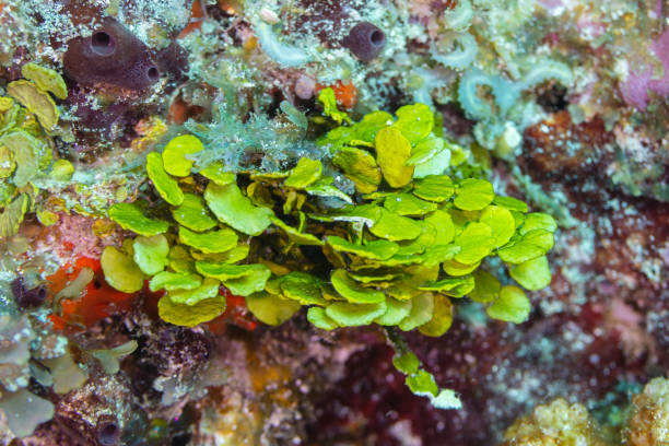 hamelida macroalgae "هاليميدا ما كرو الجي"