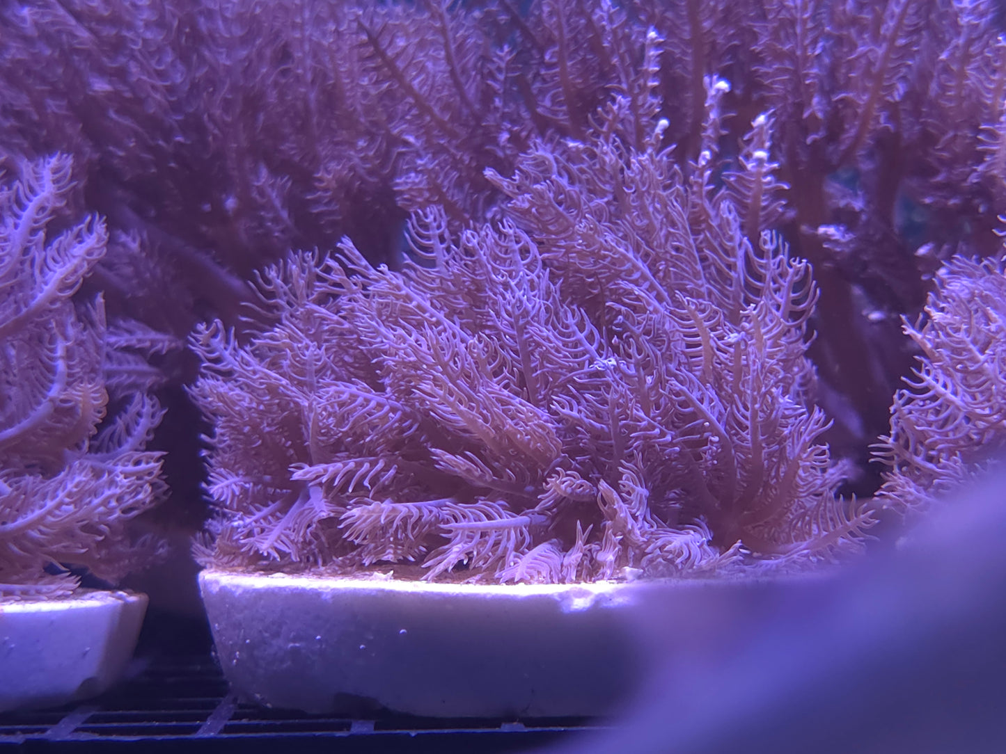 xenia anthelia