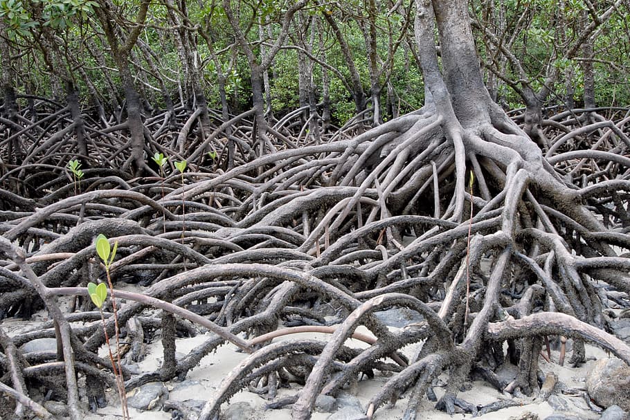 Gray mangrove " القرم او المانقروف الرمادي"