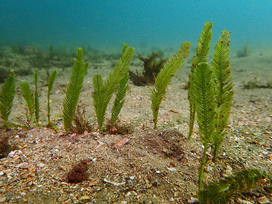 Feather algae