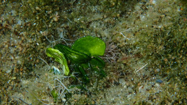 hamelida macroalgae "هاليميدا ما كرو الجي"
