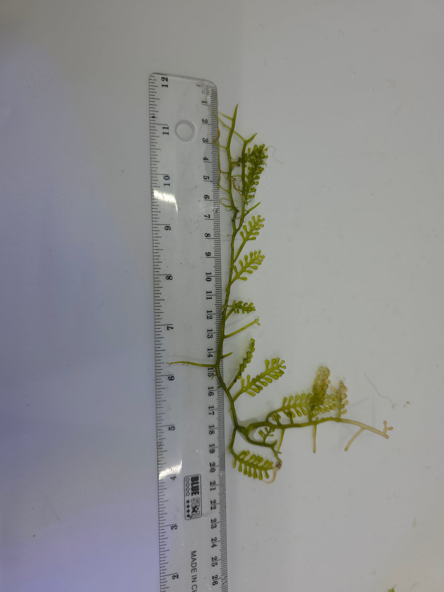 Caulerpa lentillifera "Grape Algae"