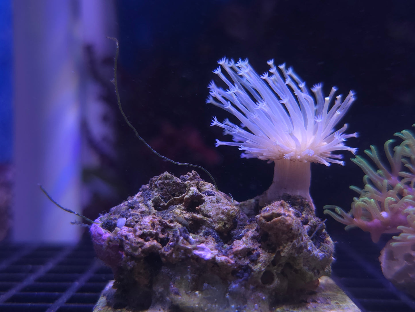 willow toadstoal leather coral