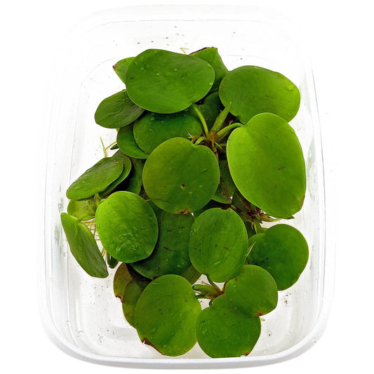 LIMNOBIUM LAEVIGATUM فرقبت
