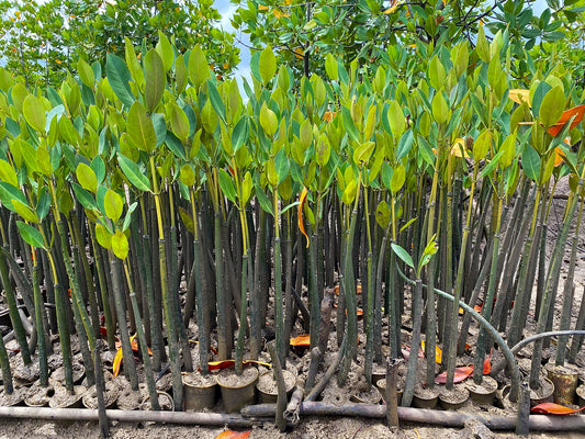 Red mangrove seedlings "المانقروف الاحمر"