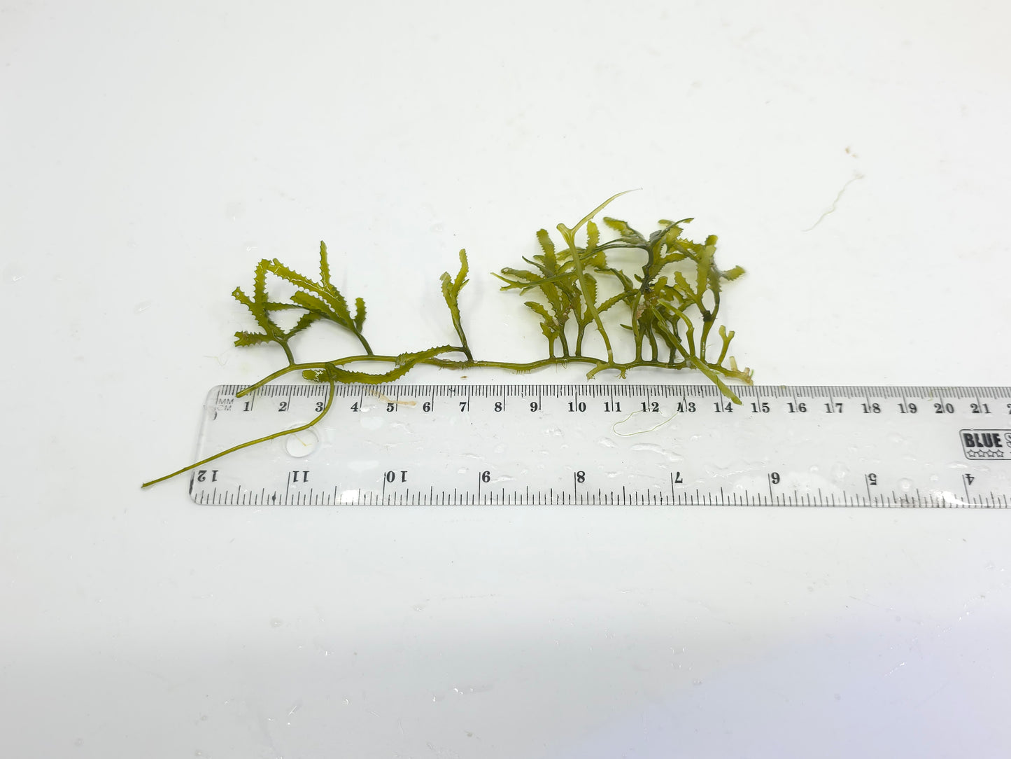 Caulerpa serrulata "کولربا سيروليتا"