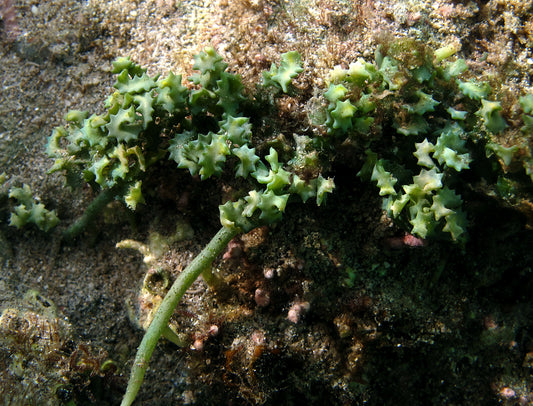 Caulerpa serrulata "کولربا سيروليتا"