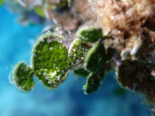 hamelida macroalgae "هاليميدا ما كرو الجي"