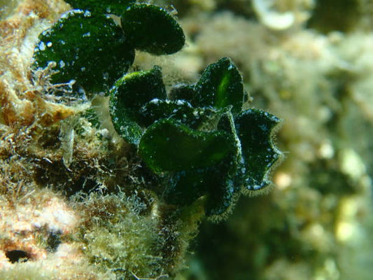hamelida macroalgae "هاليميدا ما كرو الجي"