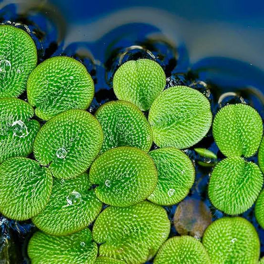 SALVINIA MINIMA سرخس الماء الصغير