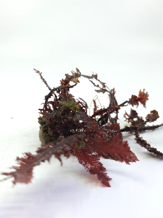Red Fern "رد فيرن"