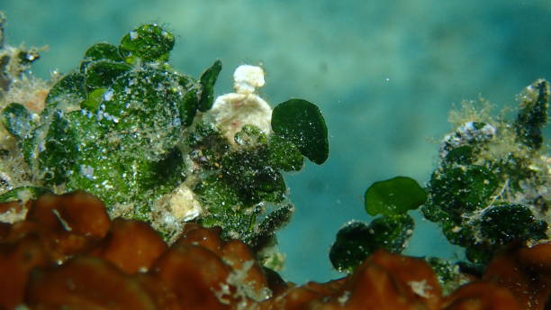 hamelida macroalgae "هاليميدا ما كرو الجي"
